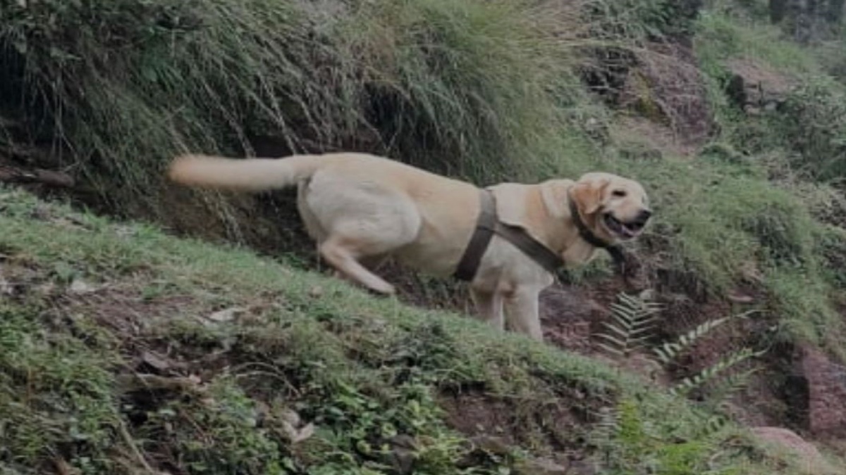 Labrador of Army Dog Unit martyred in encounter