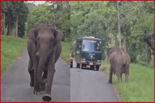 Elephant Attacking Safari Vehicles