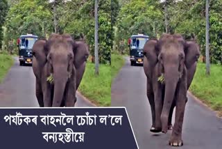 Wild elephant attacks safari vehicles