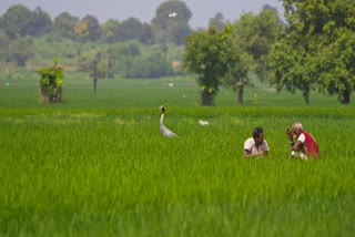 anand-district-has-received-an-average-total-rainfall-of-29-inches-so-far-since-meghrajas-re-entry