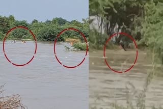 Women Trapped in River Viral Video in mahbubnagar