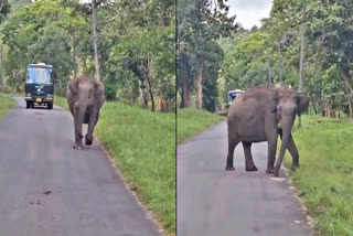 Tourists petrified as elephant playfully chases their vehicle