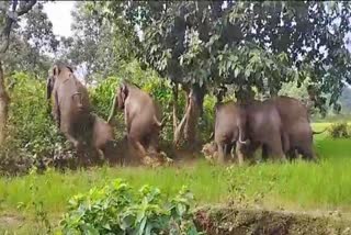 elephants-destroyed-crops-in-khunti