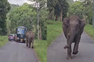 Elephant Runs Towards Safari Vehicles  സഫാരി വാഹനങ്ങൾക്ക് നേരെ പാഞ്ഞടുത്ത് കാട്ടാന  Wild elephant attack  Wild elephant attack Karnataka  Nagarhole National Park  നാഗർഹോൾ ദേശീയ ഉദ്യാനം  Wild elephant attack video  വാഹനങ്ങൾക്ക് നേരെ പാഞ്ഞടുത്ത് കാട്ടാന  Elephant video  Wild elephant try to attacks safari vehicles