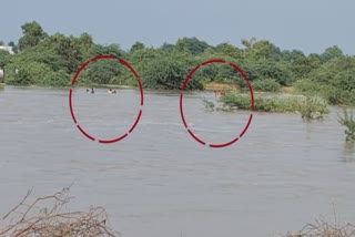 women trapped in flood water  flood water women trapped  Mahabubnagar District  women trapped in stream  telangana women rescued  മലവെള്ളപ്പാച്ചിലിൽ കുടുങ്ങി  അരുവിയിൽ കുടുങ്ങി സ്‌ത്രീകൾ  ഒഴുക്കിൽപ്പെട്ട സ്‌ത്രീകളെ രക്ഷപ്പെടുത്തി  ഒഴുക്കിൽപ്പെട്ടു  രക്ഷപ്പെടുത്തി  വെള്ളത്തിൽ വീണ സ്‌ത്രീകളെ രക്ഷപ്പെടുത്തി  മലവെള്ളപ്പാച്ചിൽ  തെലങ്കാന