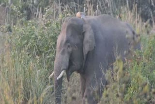Elephant terror in Korba