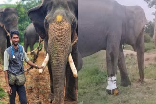 doctor-made-shoe-for-injured-elephant-in-mysore