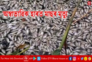 unusual death of fishes in beel of majuli