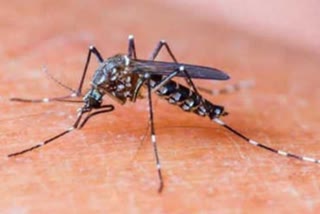 Dengue cases surge : સપ્ટેમ્બર મહિનામાં ડેન્ગ્યુ કેસમાં ઉછાળો, 10 દિવસમાં અમદાવાદમાં 218 કેસ, કોર્પોરેશન તંત્ર સુસ્ત