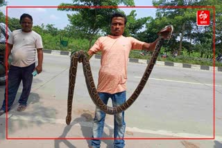 Python rescued at Kadamtal