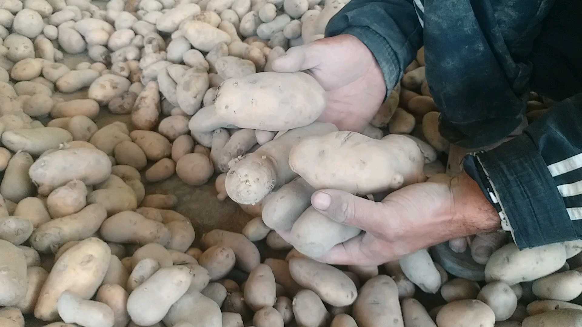 Vegetable market