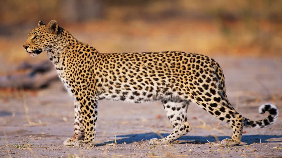 INDORE LEOPARD MOVEMENT