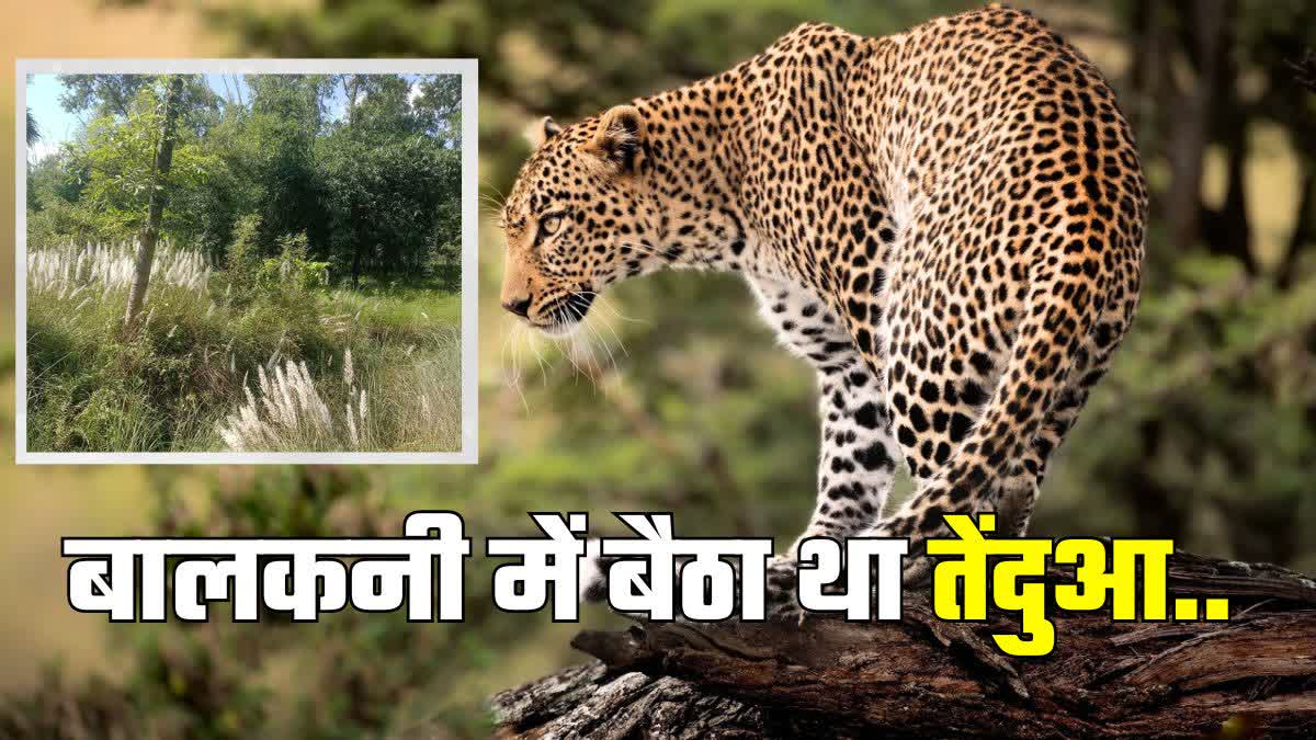 Leopard In Motihari