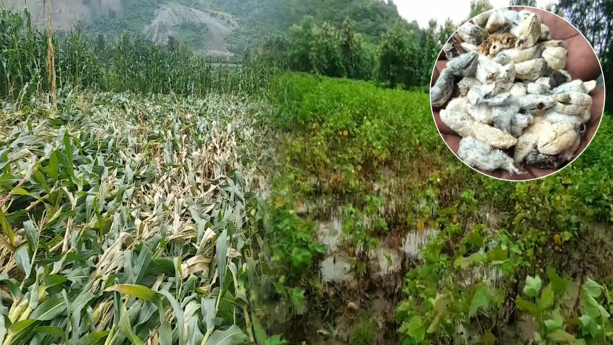 crop-damage-in-vizianagaram-district