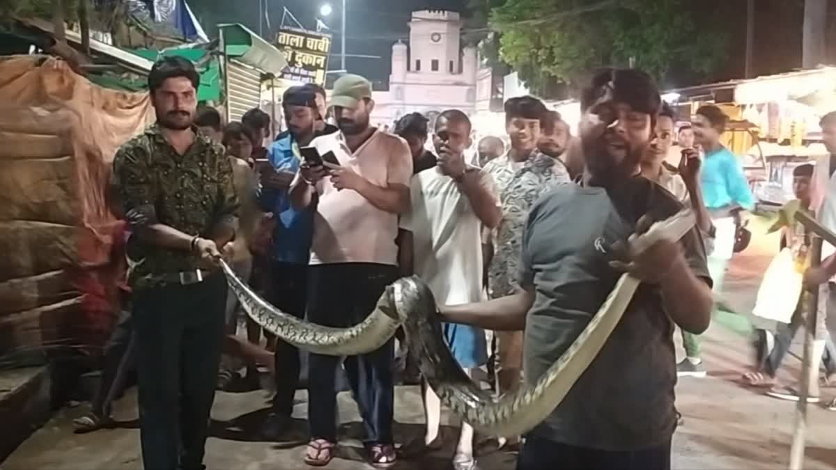 REWA PYTHON RESCUE