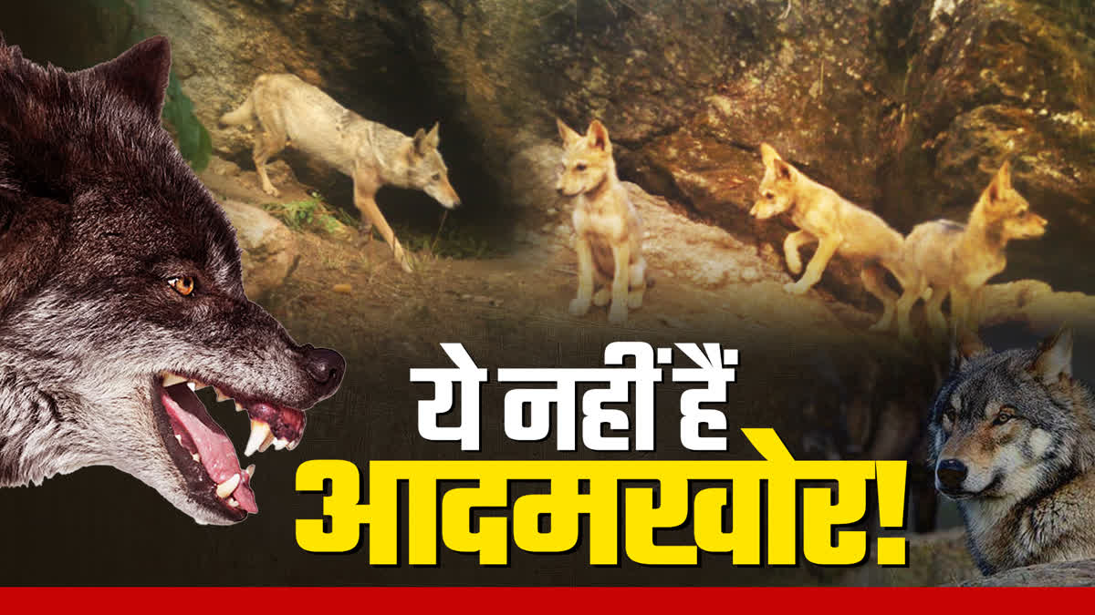 behaviour of wolves being assessed in Mahuadanr Wolf Sanctuary of Jharkhand