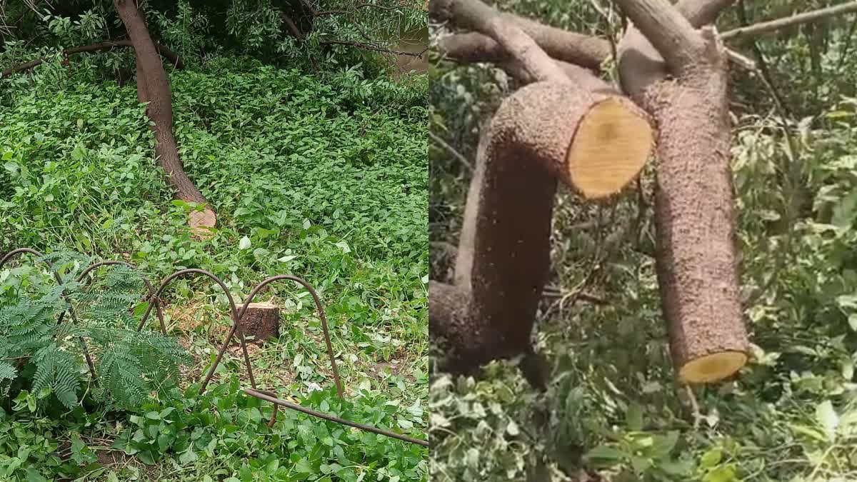 INDORE SANDALWOOD TREES THEFT