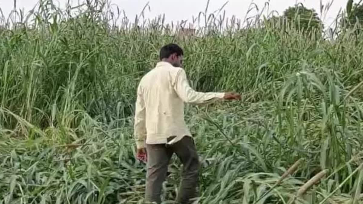 Crops Destroyed by Heavy Rain