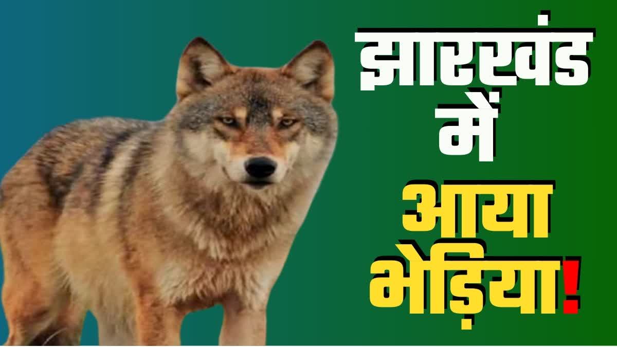 Wolf attack in Ranchi