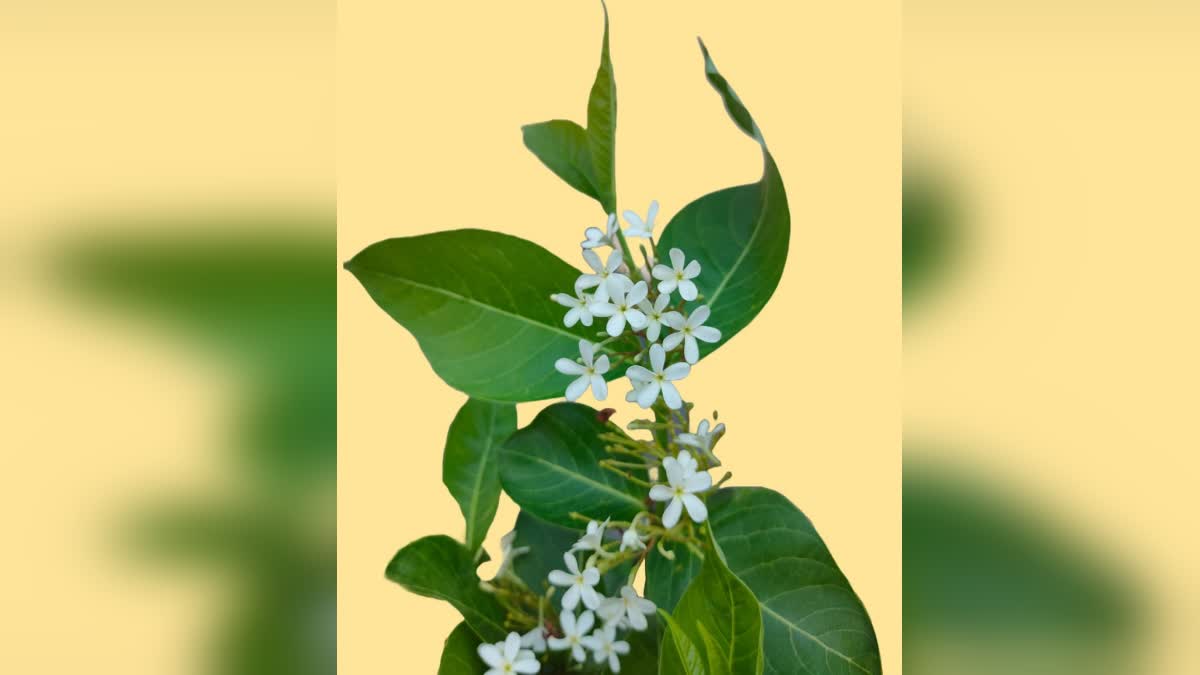 ഹോളറീന പരിഷദി  NEW PLANT FOUND IN THE PALAKKAD  HOLLEREENA PARISHADI PLANT  കേരള ശാസ്ത്ര സാഹിത്യ പരിഷത്ത്