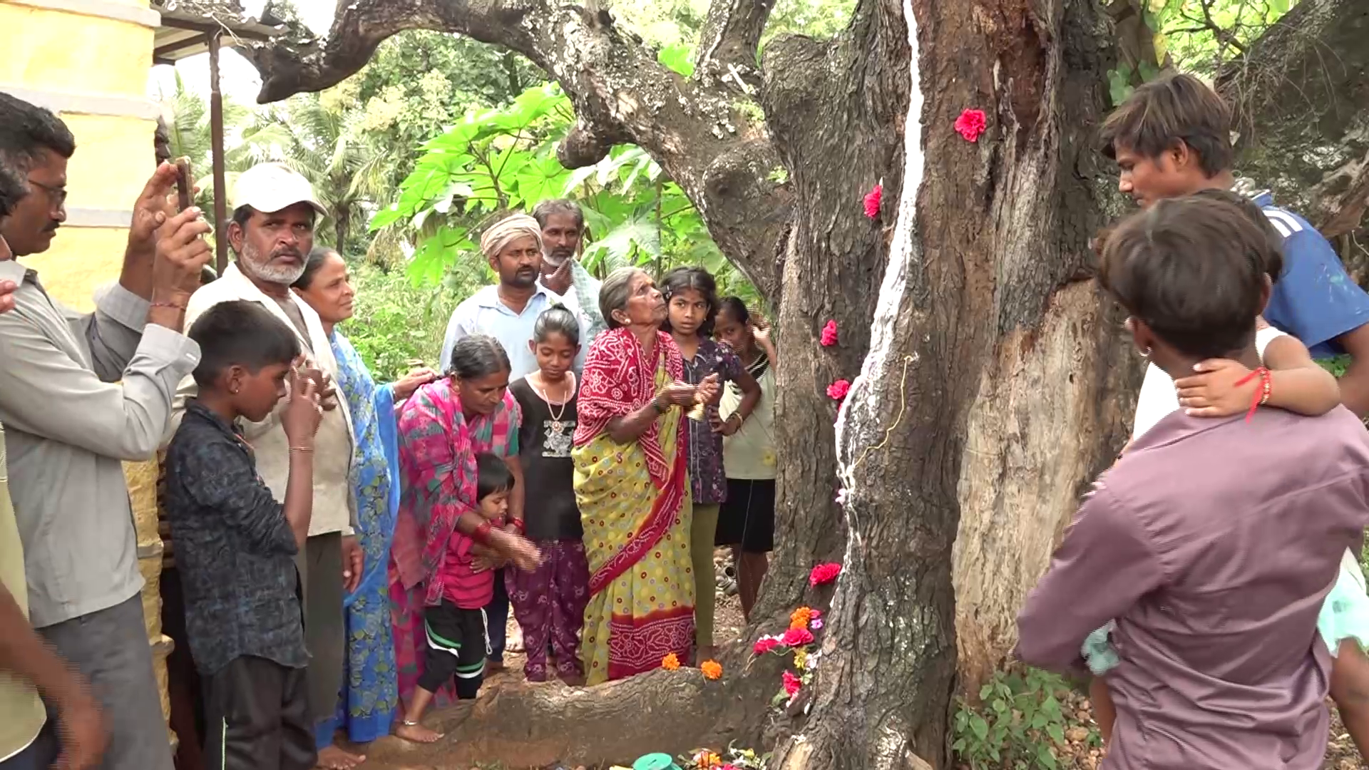 neem tree