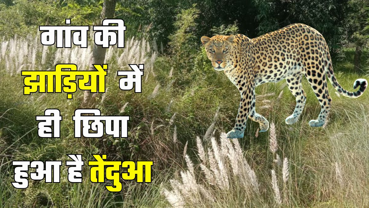 Leopard In Sangrampur Of Motihari