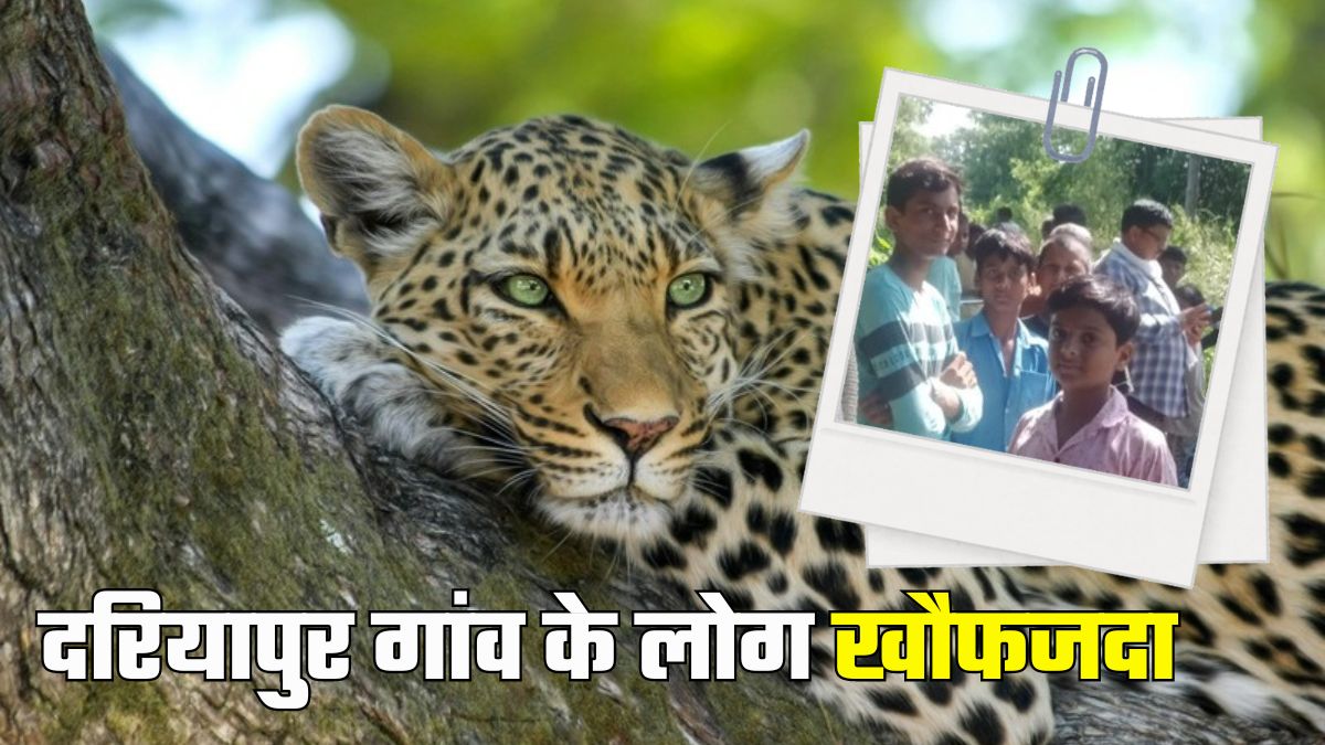 Leopard In Sangrampur Of Motihari