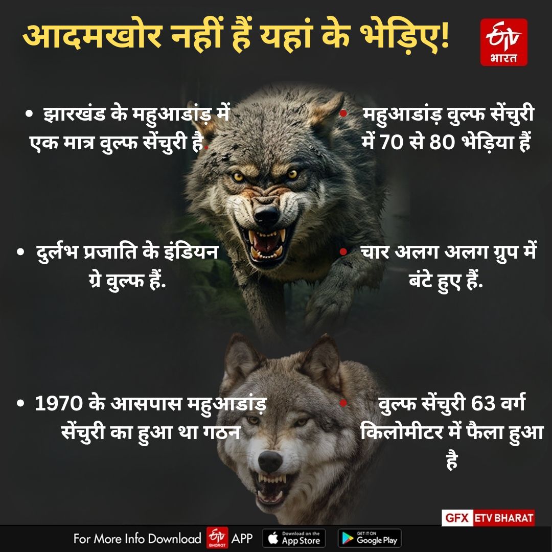 behaviour of wolves being assessed in Mahuadanr Wolf Sanctuary of Jharkhand