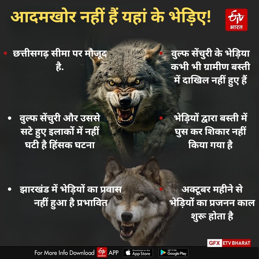 behaviour of wolves being assessed in Mahuadanr Wolf Sanctuary of Jharkhand