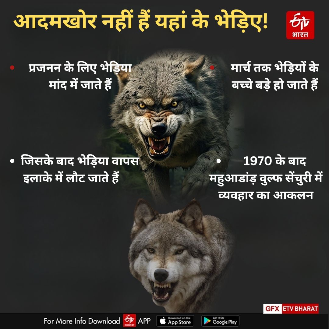 behaviour of wolves being assessed in Mahuadanr Wolf Sanctuary of Jharkhand