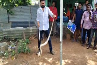 SNAKE HALCHAL AT HOUSE