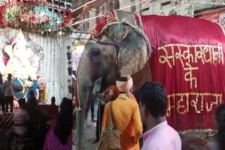 JABALPUR GAJRAJ IN GANPATI PANDAL