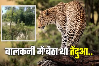 Leopard In Motihari