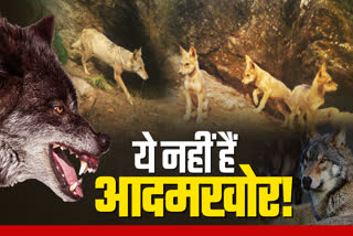 behaviour of wolves being assessed in Mahuadanr Wolf Sanctuary of Jharkhand