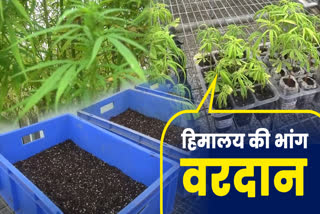 hemp farming in uttarakhand