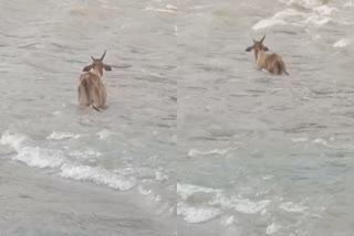 COW DROWNED IN SUBHASHPURA AREA