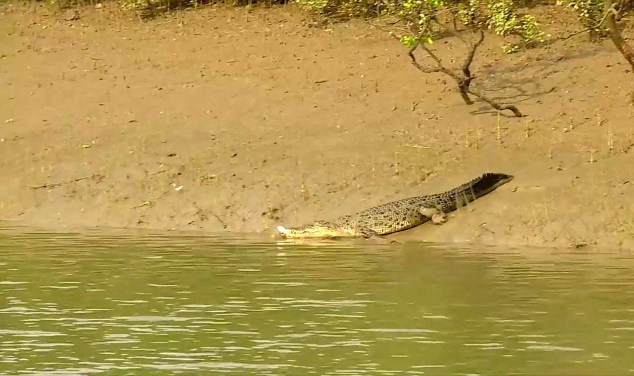 ଭିତରକନିକା କୁମ୍ଭୀର ଅଭୟାରଣ୍ୟ