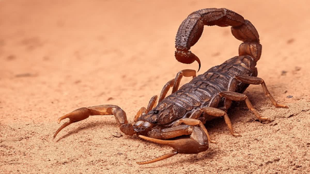 scorpion