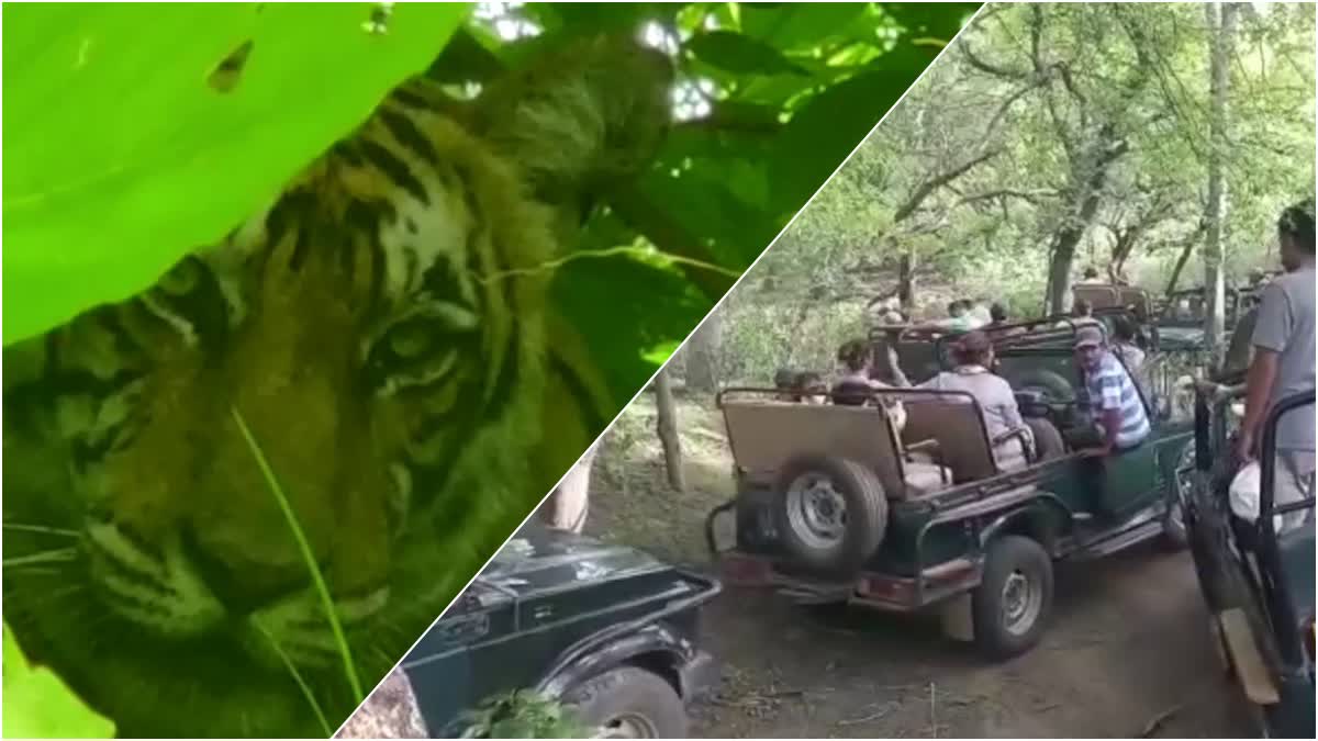 No Guarantee of Seeing Tiger