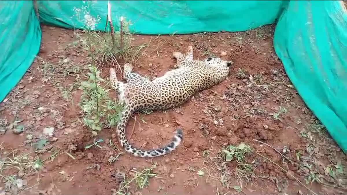 Suspicious death of a leopard in Mysore