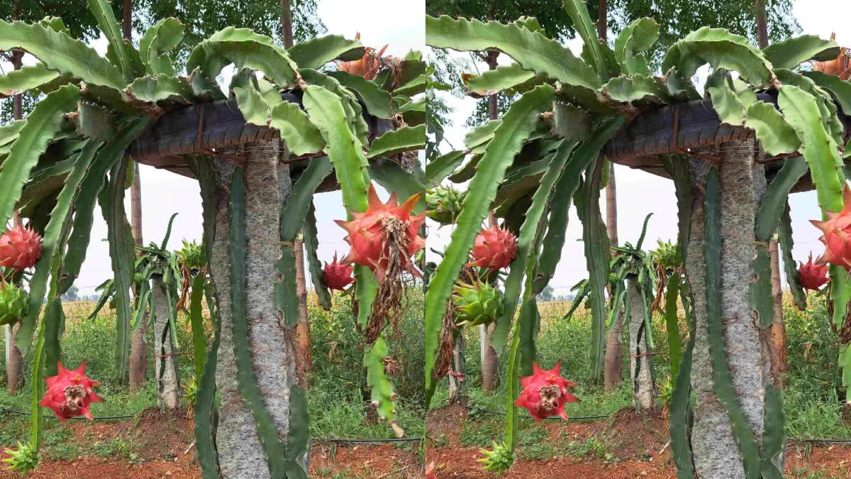 ಡ್ರ್ಯಾಗನ್​ ಪ್ರೂಟ್​ ಬೆಳೆ