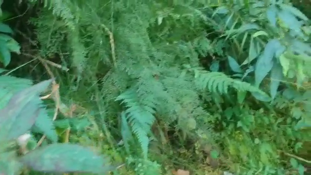 Herbs in Chakrata Forest Area