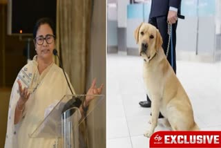 West Bengal Chief Minister Mamata Banerjee  Strong and Smile Dogs  Mamata Banerjee  Mamata Banerjee Safety Dog Squad  Mamata Banerjee Post security breach  പശ്ചിമബംഗാൾ മുഖ്യമന്ത്രി മമത ബാനർജി  സ്ട്രോംഗും സ്‌മൈലും  മമത ബാനർജി സുരക്ഷ വീഴ്‌ച  മമത ബാനർജിയുടെ വസതിയിൽ സുരക്ഷ ശക്തമാക്കി  മമത ബാനർജിയുടെ ഡോഗ്‌ സ്‌ക്വാഡ്