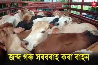 truck with smuggled cattle seized at raha dimow