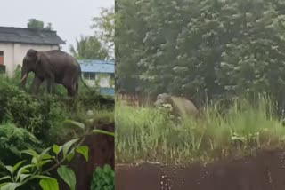 Wild elephant that created panic