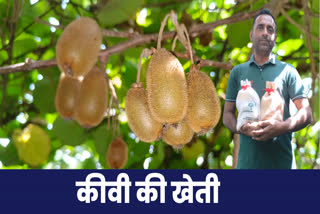 kiwi cultivation in Solan