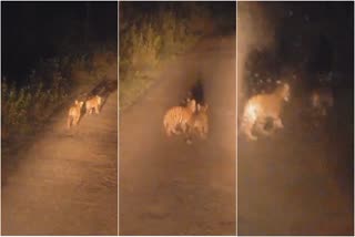 Tiger cubs running video on the hilly road near Kadambur