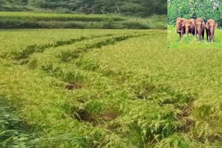 Elephant_Attack_on_Farms_in_Chittoor_District