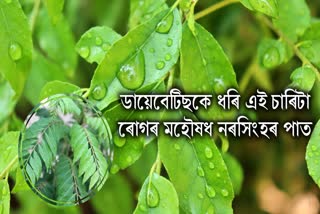 Curry leaves will protect you from these four diseases including diabetes, just eat like this