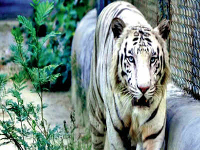 ओल्ड एज होम बनता जा रहा Lucknow Zoo.